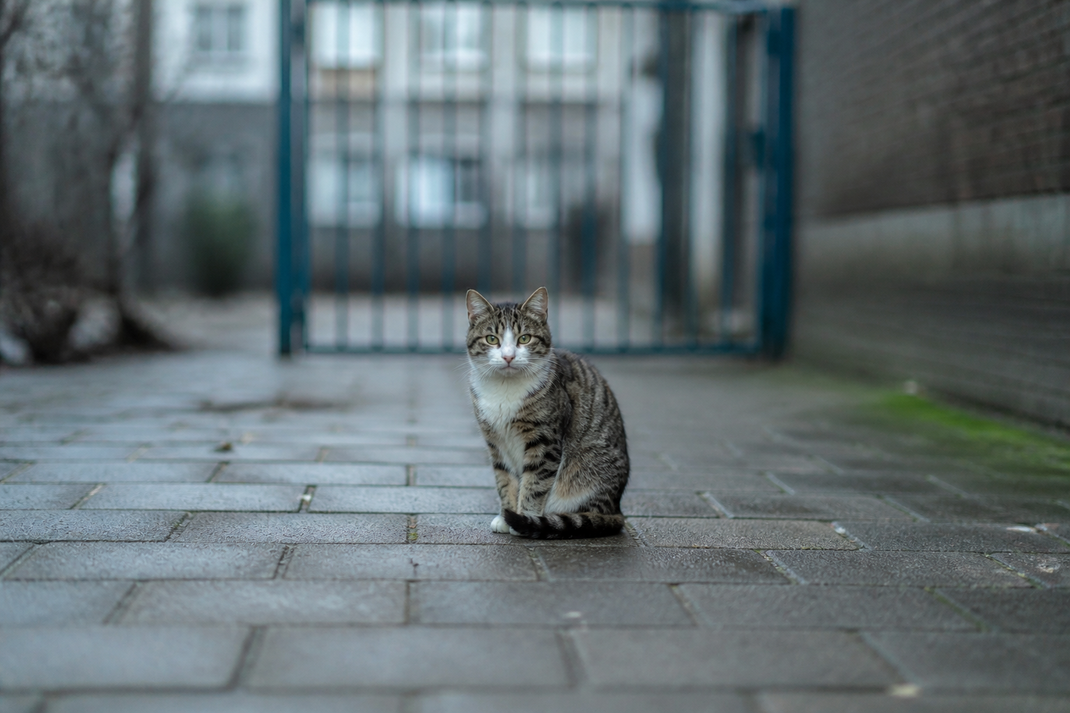 Chipplicht voor katten moet hereniging versnellen en zwerf tegengaan